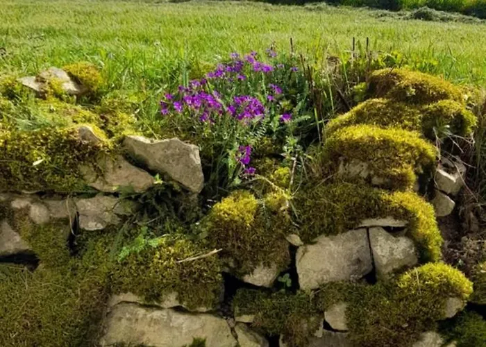 Ferme Des Champs ゲストハウス *